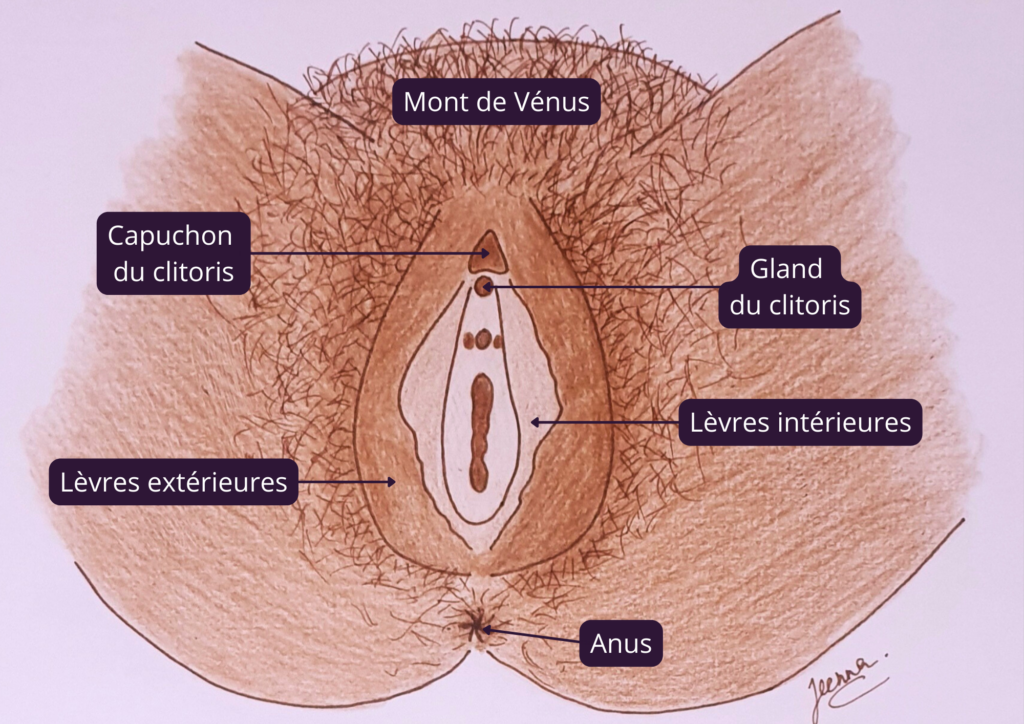 On voit de l'extérieur le mont de Vénus, les lèvres externes, le capuchon du clitoris, le gland du clitoris, les lèvres internes et l'anus.