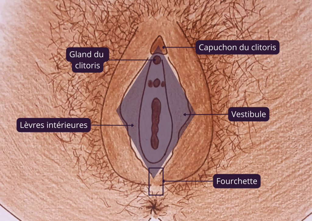 Anatomie de la vulve d'une femme : le vestibule. C'est un espace virtuel délimité par le clitoris, les lèvres internes et la fourchette.