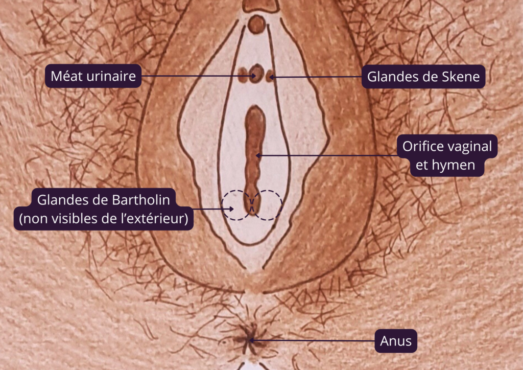 Anatomie de la vulve d'une femme ; les éléments qui composent le vestibule.  Y sont retrouvés : le méat urinaire, l'orifice vaginal, les Glandes de Skene et de Bartholin.